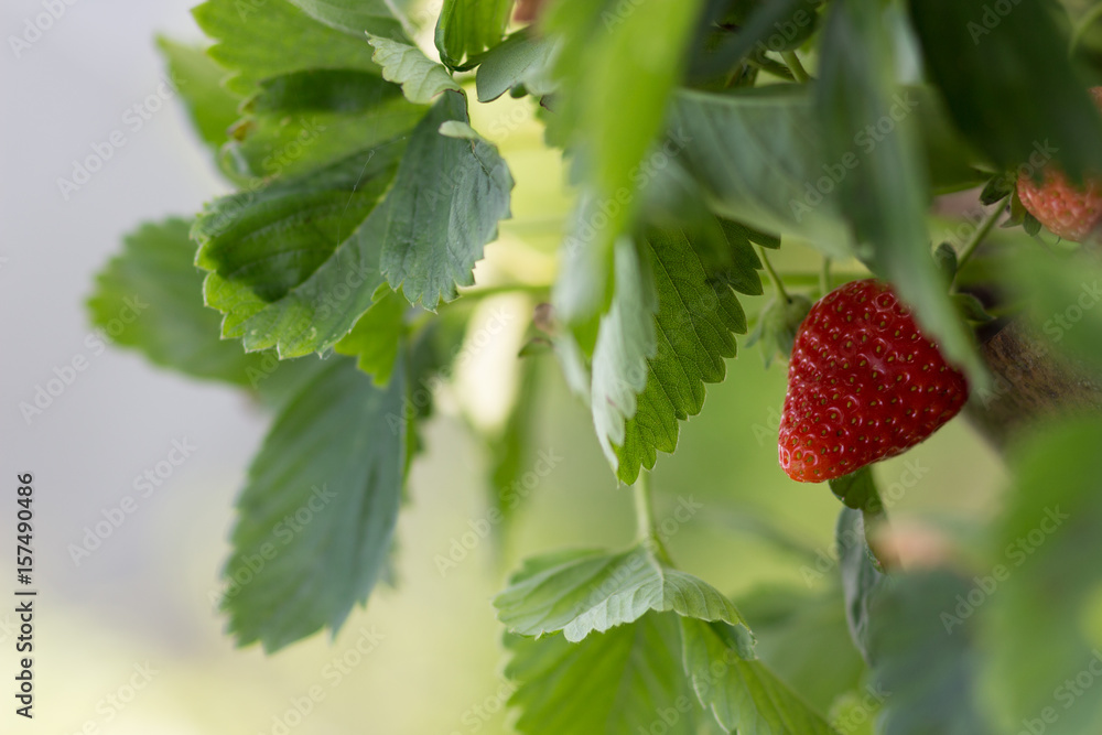 Close-up of a growing, hanging red ripe strawberry Close-up of a growing, hanging red ripe strawberry