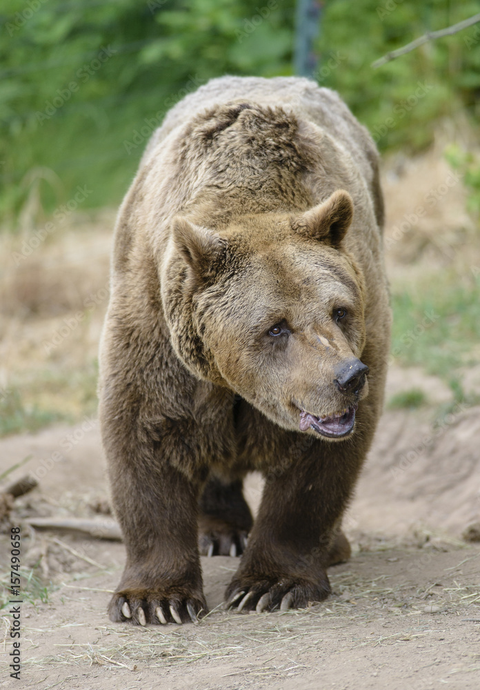 The brown bear