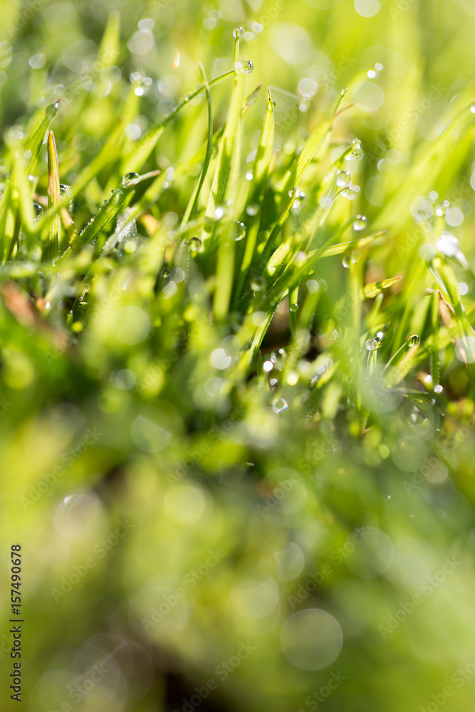 Green grass in the dew on the nature Green grass in the dew on the nature