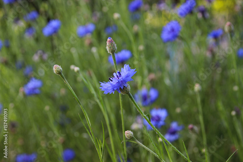 Blue cornflowers. Summer wildflowers