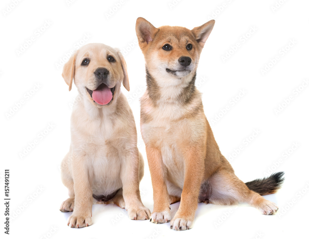 puppies labrador retriever and shiba inu