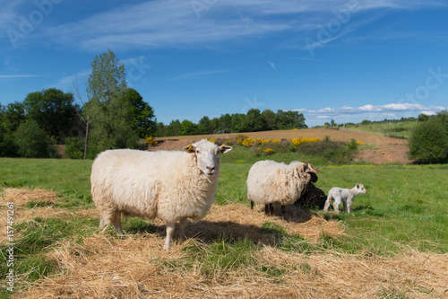 White sheep with lamb