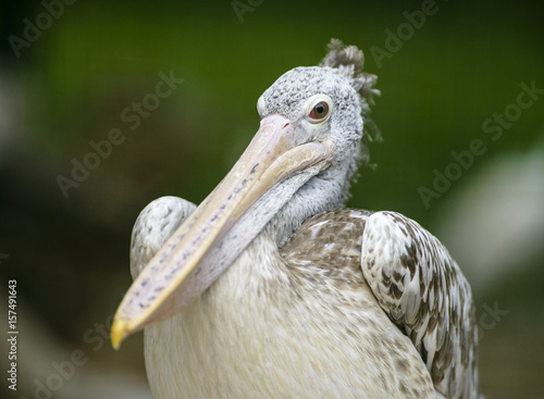 portrait of pelican
