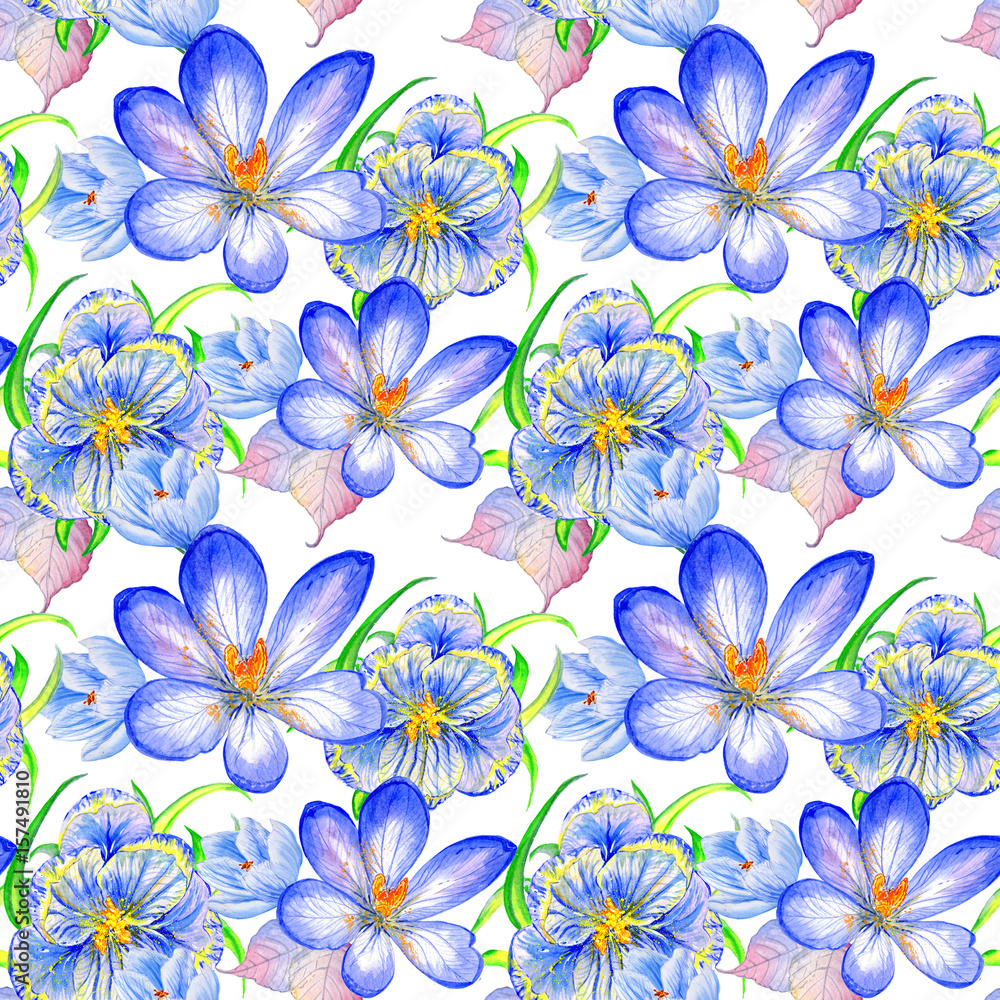 Wildflower crocuses  flower pattern in a watercolor style isolated.