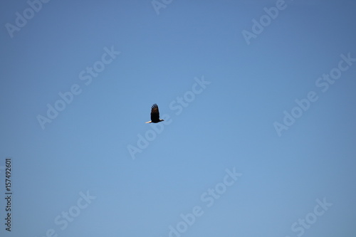 A wild american bald eagle flying above a lake looking for fish.