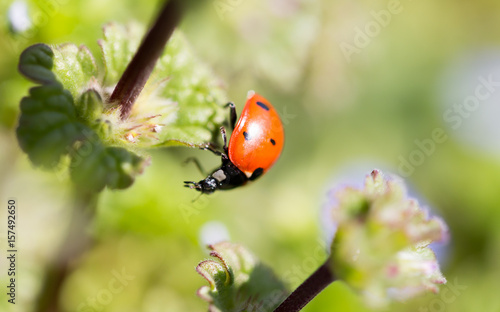 Ladybug on small blue flowers in nature