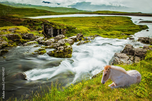 Fototapeta Naklejka Na Ścianę i Meble -   White sleek Icelandic horse