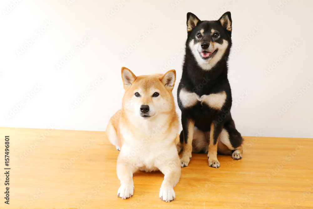 柴犬