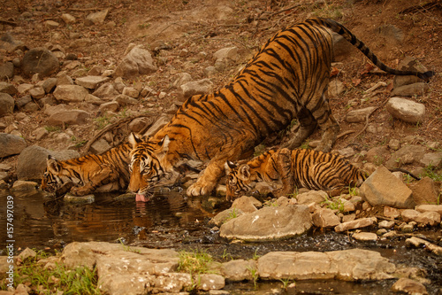 Tiger in the nature habitat. Tiger female drinking water. Wildlife scene with danger animal. Hot summer in Rajasthan  India. Dry trees with beautiful indian tiger  Panthera tigris