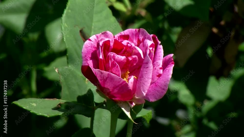 Die rot und rosa gesprengelte Rosenblüte bewegt sich im Wind Die rot und rosa gesprengelte Rosenblüte bewegt sich im Wind