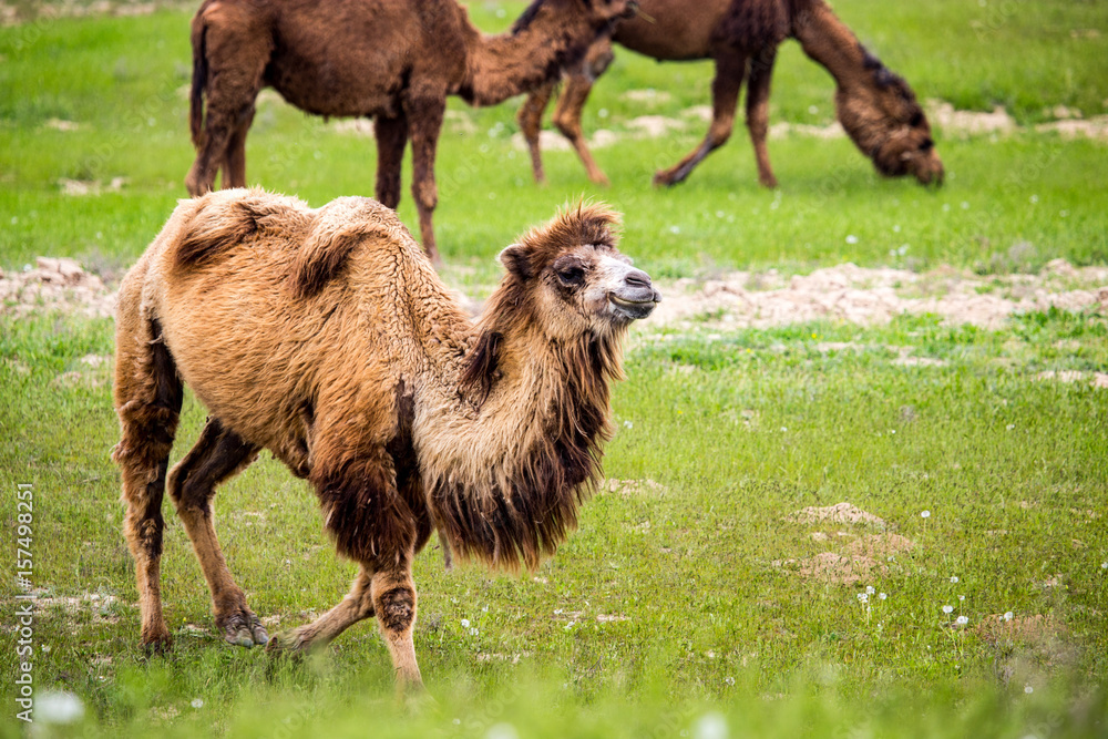 Fototapeta premium Portrait of camel on nature in spring