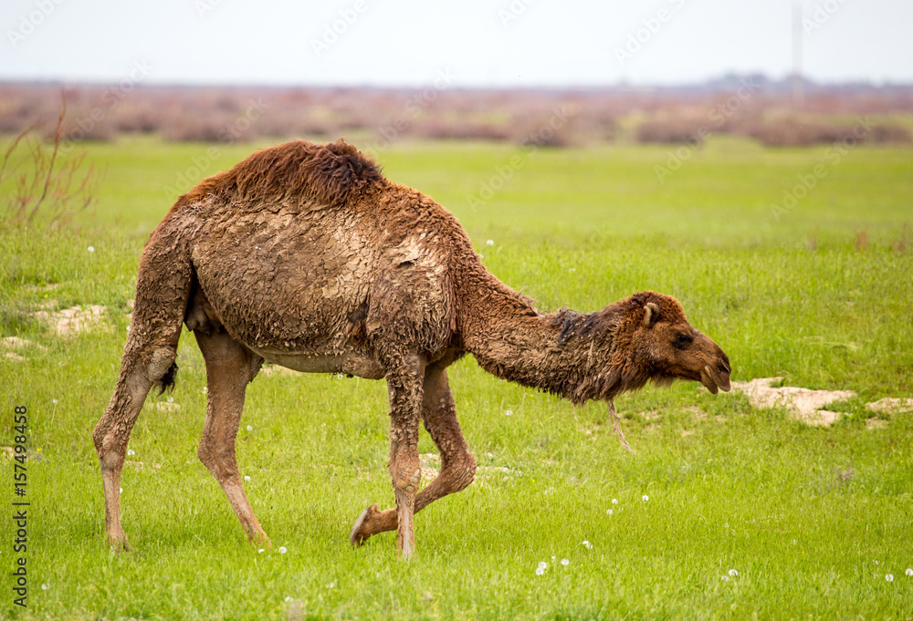 Fototapeta premium Camel in the pasture in the spring