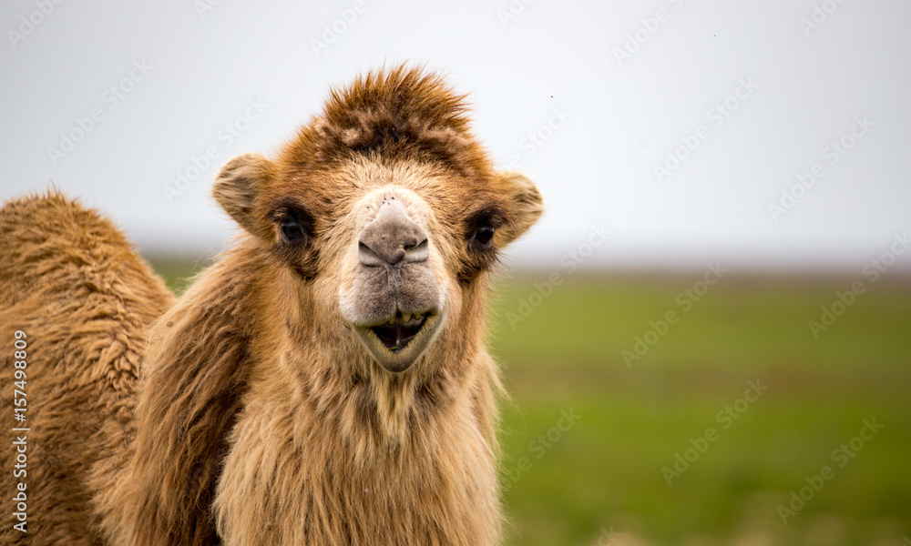 Portrait of camel on nature in spring