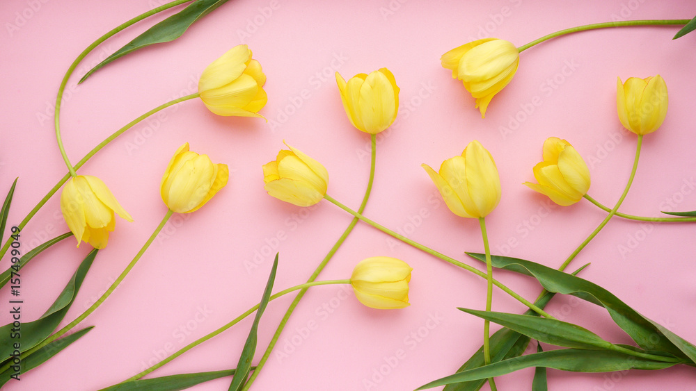 Yellow tulips on a pink background. Floral background. Pattern of flowers. Top view. Yellow tulips on a pink background. Floral background. Pattern of flowers. Top view.