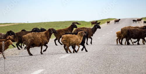 A herd of rams cross the road