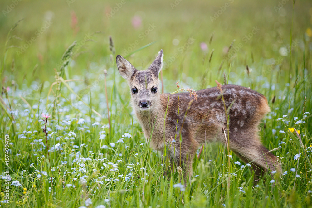Fototapeta premium Young wild roe deer in grass, Capreolus capreolus. New born roe deer, wild spring nature.