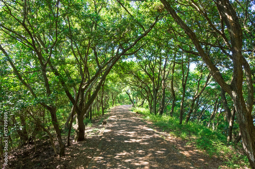 ウバメガシの林　屋島山頂の歩道