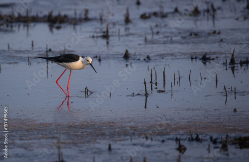 Black-winged Stilt Fishing photo