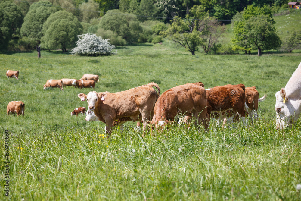 Cows and calves grazing on a spring meadow in sunny day