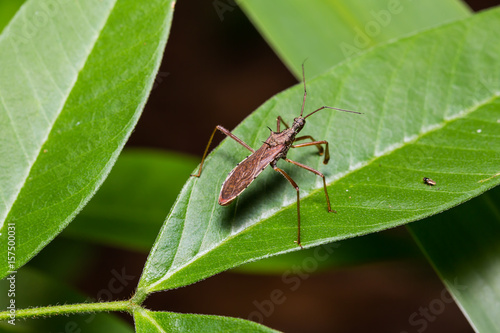Termite Assassin Bug (Valentia compressipes)