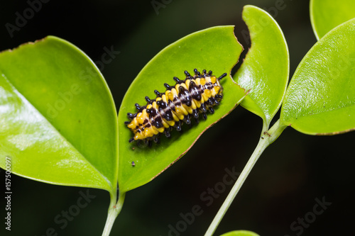 Zygaenid moth caterpillar photo