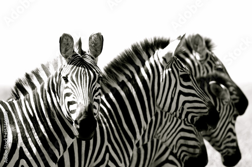 Fototapeta Naklejka Na Ścianę i Meble -  Kenya Zebra in black and white