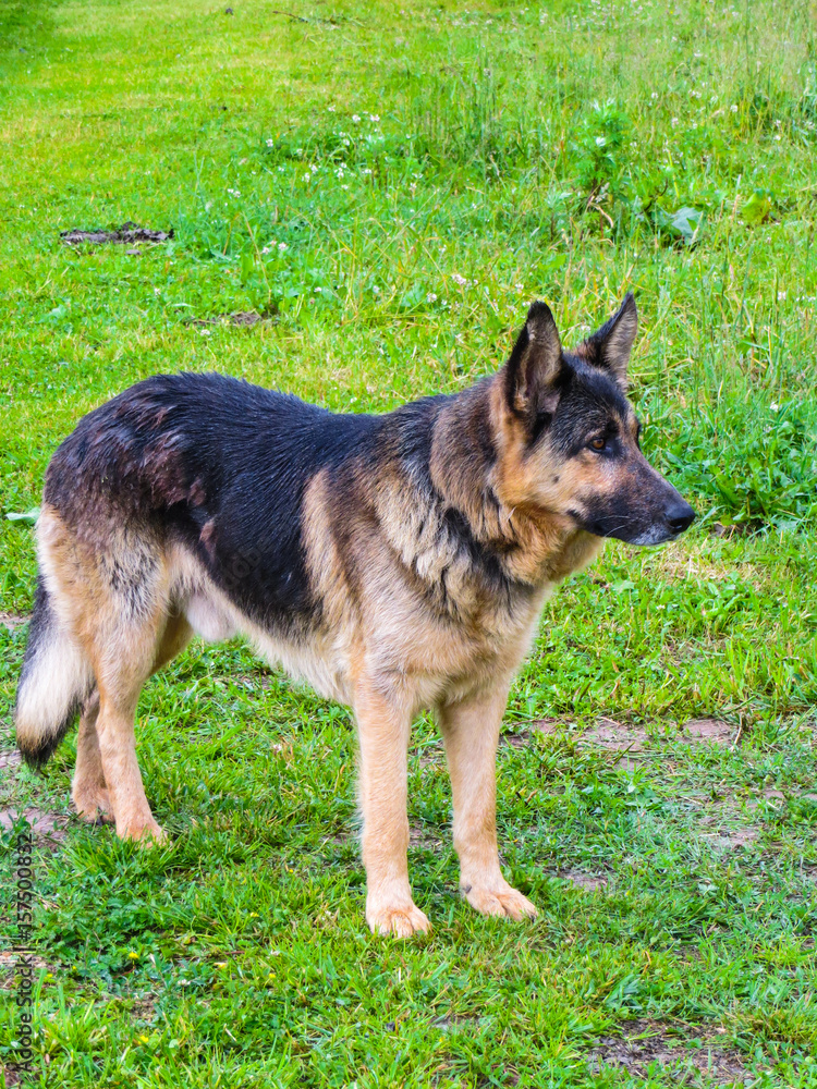 Dog of the breed is a German shepherd resting on the grass.
Dog of the breed is a German shepherd resting on the grass.