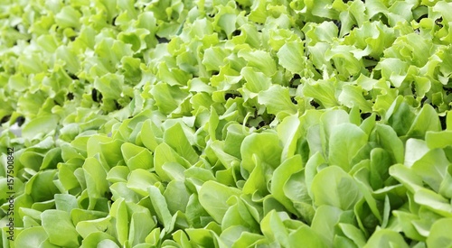 background of leaves of tender fresh lettuce on sale in the farm