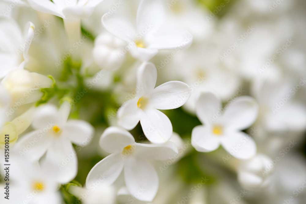 White flowers of lilac on nature White flowers of lilac on nature