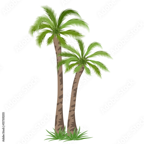 Tropical palm tree. Vector illustration
