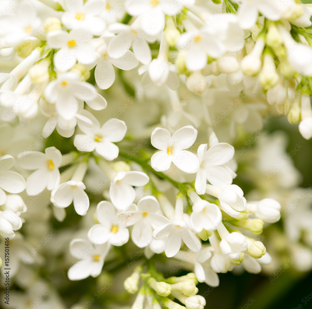 White flowers of lilac on nature White flowers of lilac on nature
