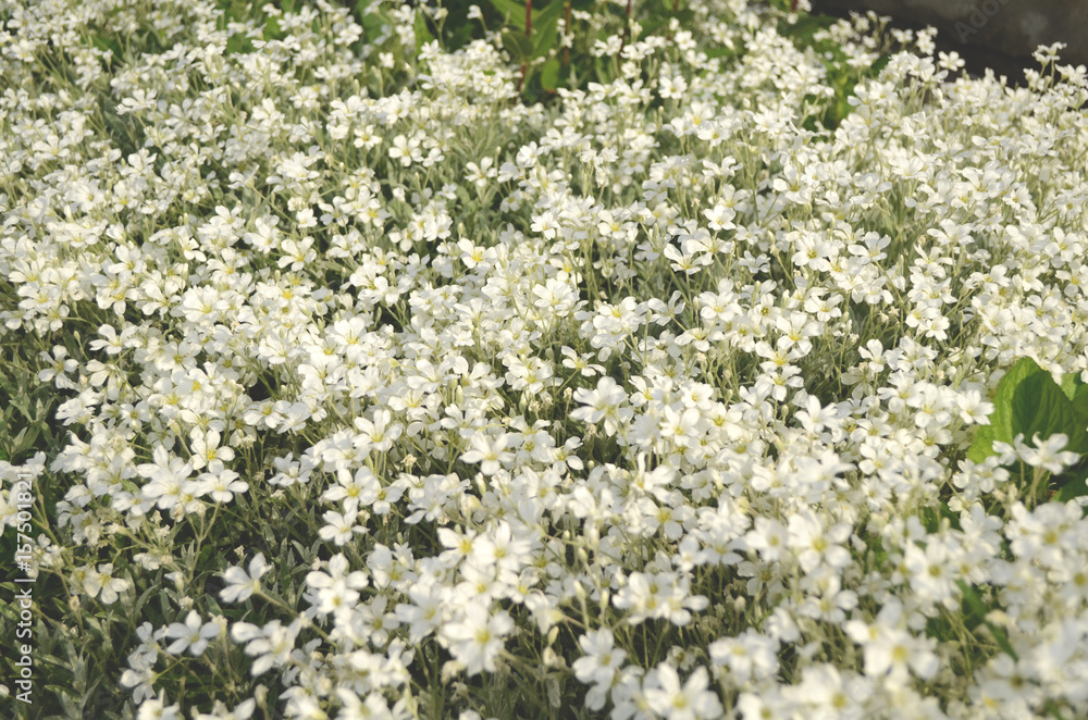 Summer field of white small flowers
