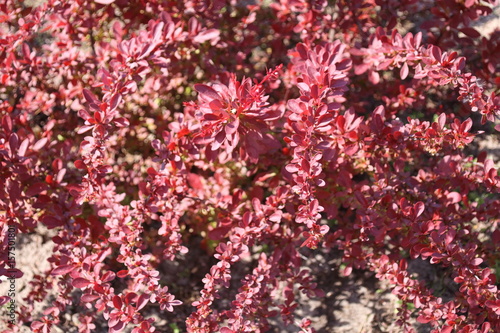 Decorative berberis thunbergii with red leaves