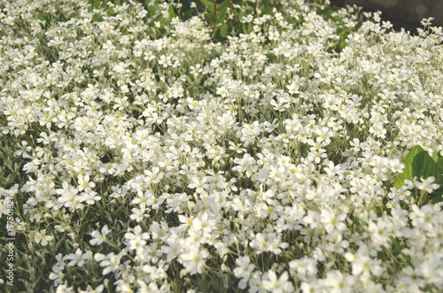 Summer field of white small flowers
