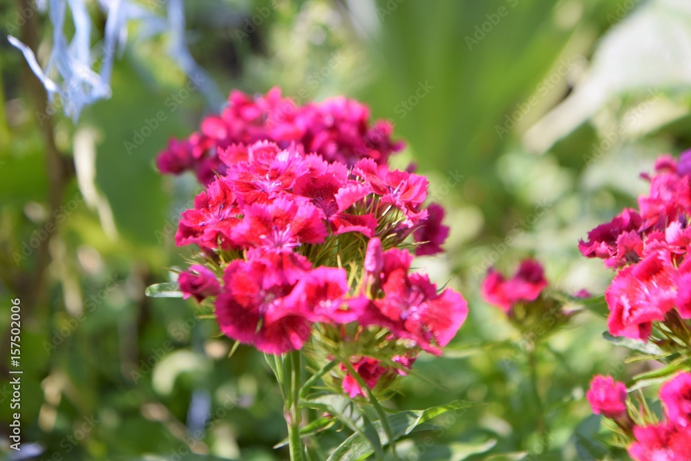 Turkish carnation Turkish carnation