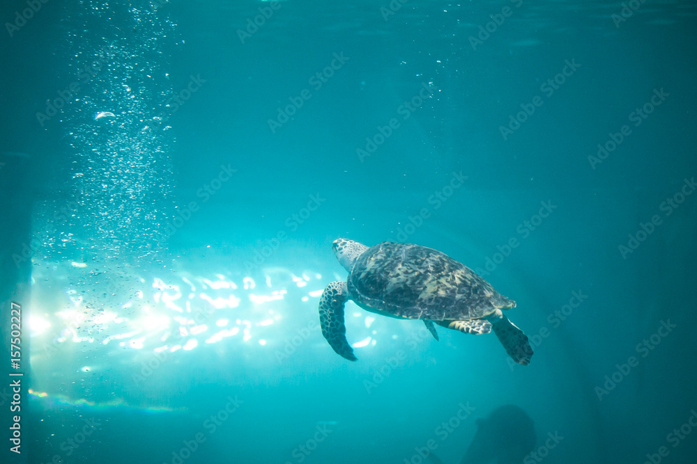 Fototapeta premium Sea turtle