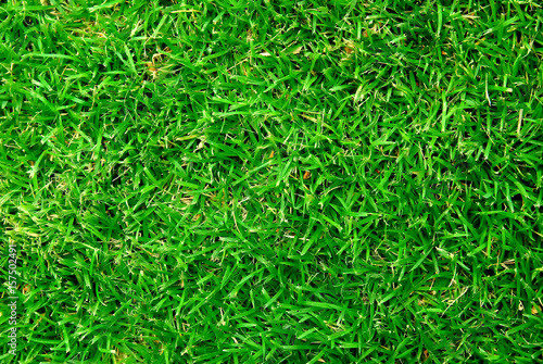 green grass background, green background, yard background, lawn background