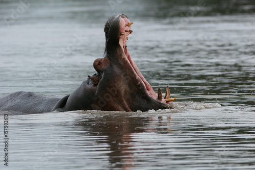 Tablou canvas Wild Hippo in African river water hippopotamus (Hippopotamus amphibius