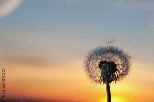 white dandelion and sky