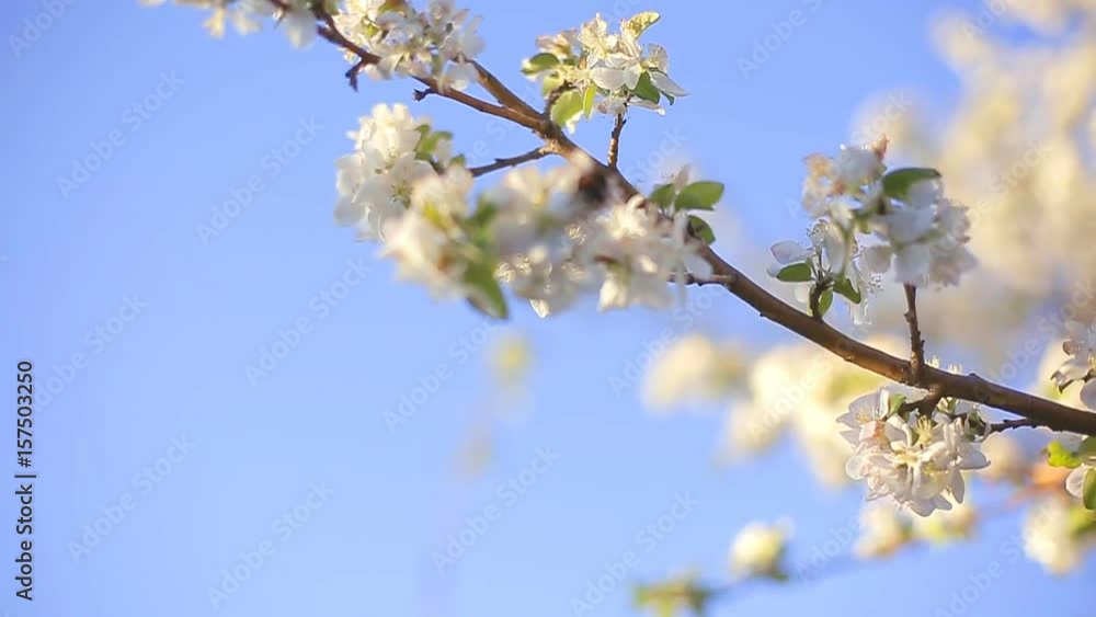 A blooming branch of apple tree in spring with light wind. Blossoming apple with beautiful white flowers. Branch of apple tree in bloom in the spring in sunshine garden. A blooming branch of apple tree in spring with light wind. Blossoming apple with beautiful white flowers. Branch of apple tree in bloom in the spring in sunshine garden.