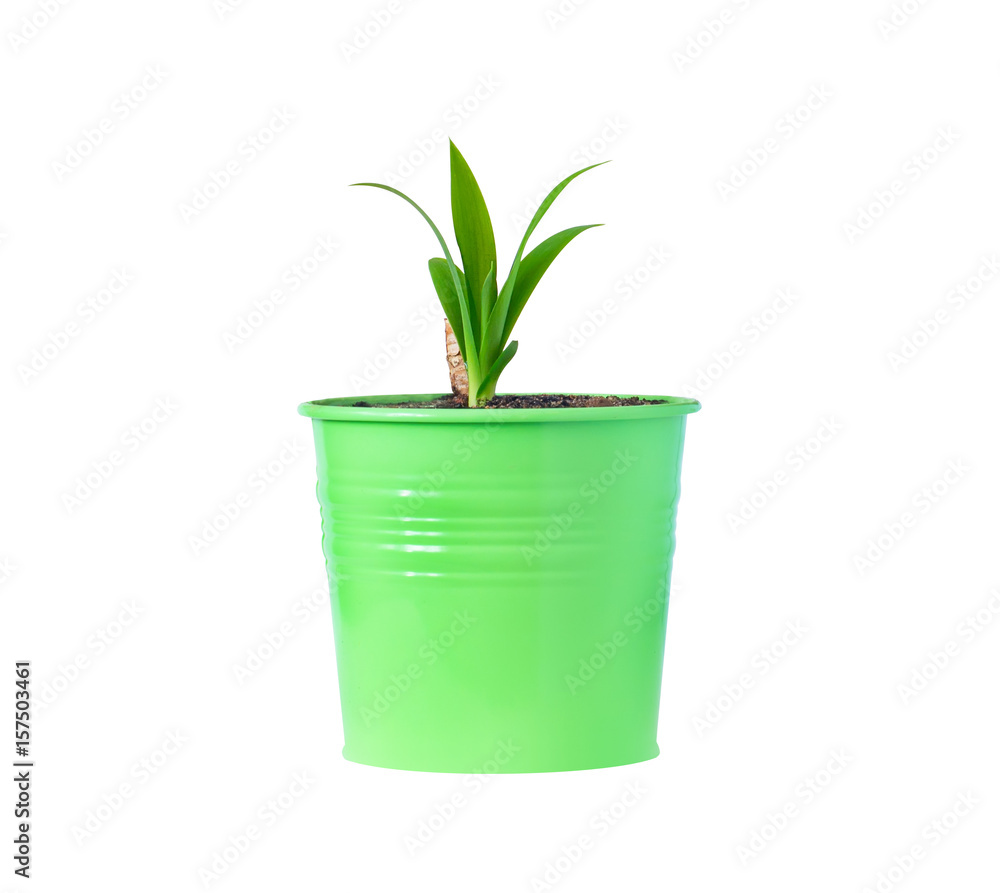 small yucca flower in vivid green pot isolated on white background