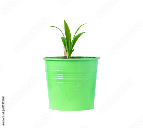 small yucca flower in vivid green pot isolated on white background