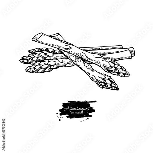 Asparagus hand drawn vector illustration. Isolated Vegetable engraved style object.