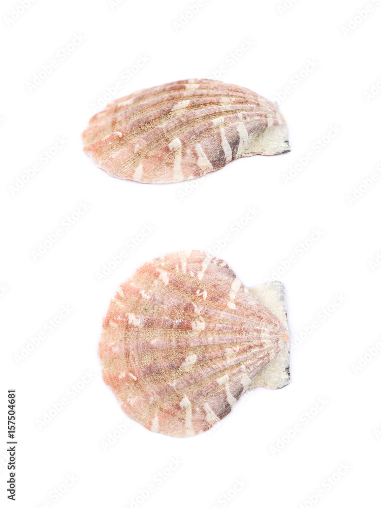 Sea shell isolated Sea shell isolated