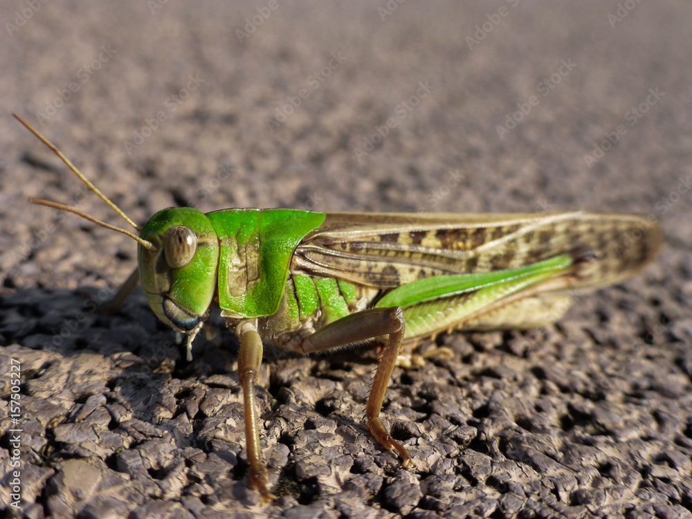 Grasshopper on a gravel surface Grasshopper on a gravel surface