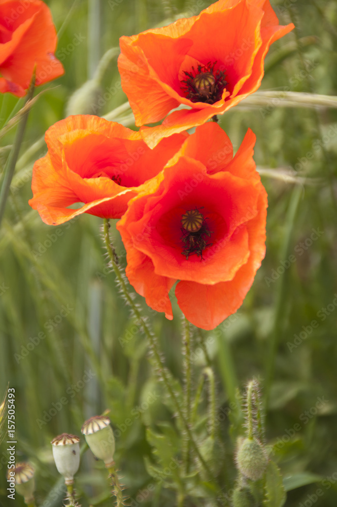 Obraz premium coquelicot