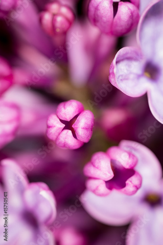 Beautiful little flowers of lilac. macro