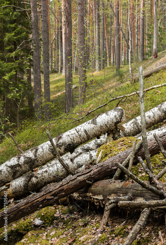 Rotten birch trunks in ridge forest