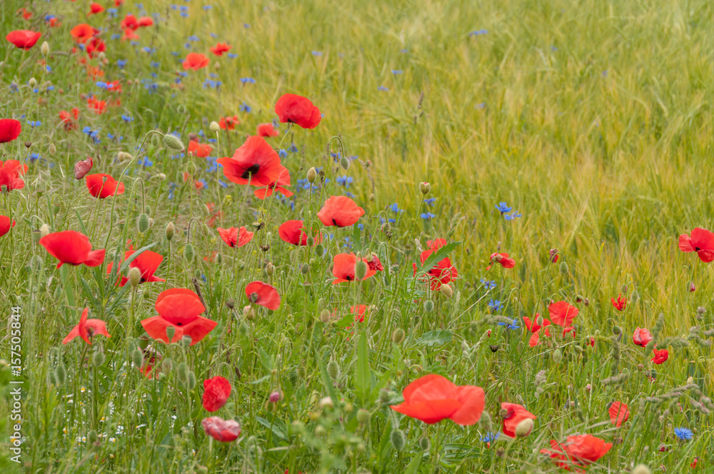 Fototapeta premium poppy flowers, buds and pods