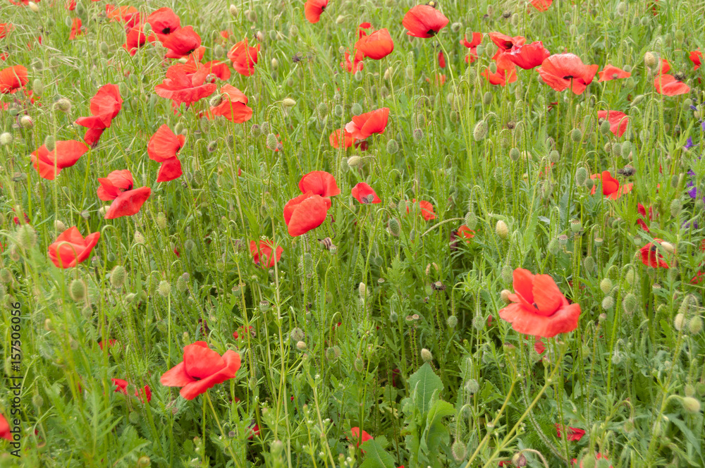 Fototapeta premium poppy flowers, buds and pods